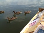 August 2014 – the Floating Library